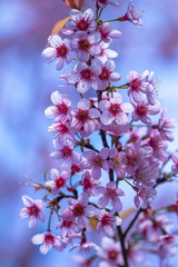 pink cherry blossom