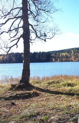 Tree against the backdrop of blue water - Oslo, lake Sognsvann 