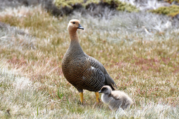 Female upland goose in  East Falkland