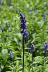 flowers from nature and gardens of mountain City Dalat, Vietnam  