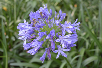 flowers from nature and gardens of mountain City Dalat, Vietnam  
