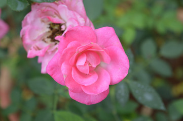 flowers from nature and gardens of mountain City Dalat, Vietnam  