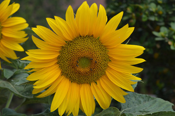 Fototapeta premium flowers from nature and gardens of mountain City Dalat, Vietnam 