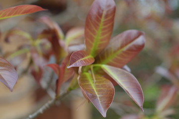 flowers from nature and gardens of mountain City Dalat, Vietnam  