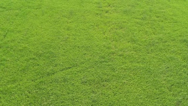 green grass background