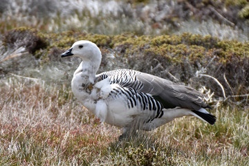 Male upland goose in  East Falkland
