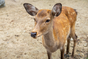 Close up of deer, taken in Nara, Japan.