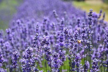 Detail of purple lavender flowers
