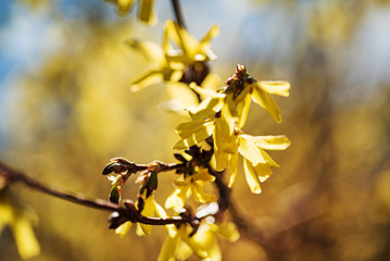 forsythia with yellow flowers closeup