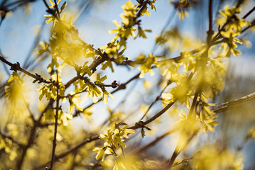 forsythia with yellow flowers closeup
