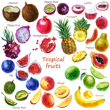 Watercolor illustration of a set of tropical fruits. Pitahaya, coconut, pineapple, fig, papaya, banana, passion fruit, mango, durian, lychee, lime, pomegranate. Whole fruits, parts of fruits.