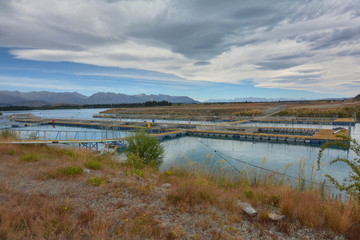 Tanks with salmon on the river, New Zealand