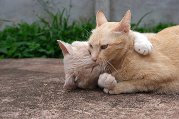 Naklejka na ściany i meble Couple cats hugging to love on cement floor