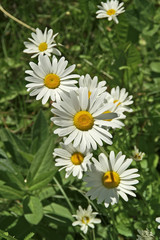 Common Daisies in a Row 