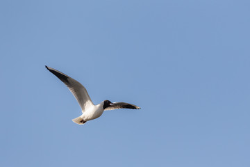 screaming seagull in flight