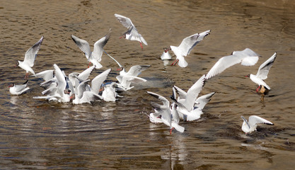 flock of seagulls on the water