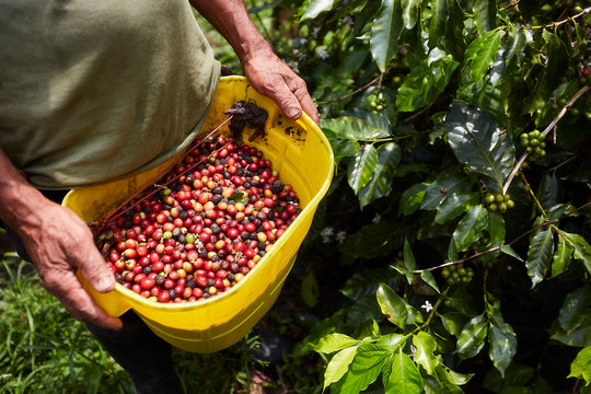 Recolector de caf&eacute; en finca de Colombia
