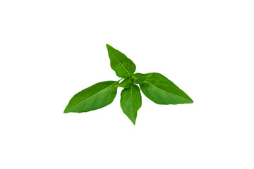 Obraz premium Basil leaves isolate on white background