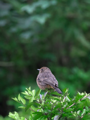 The pied bush chat is a small passerine bird found ranging from West Asia and Central Asia to the Indian subcontinent and Southeast Asia