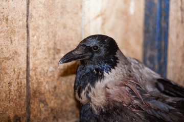 Closeup of a crow