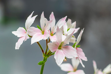 Pale pink flowers blooming during spring season.