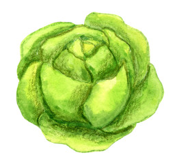  Children's watercolor illustration of forks of green, crisp cabbage for a hare. Clipart vegetables on a white background.