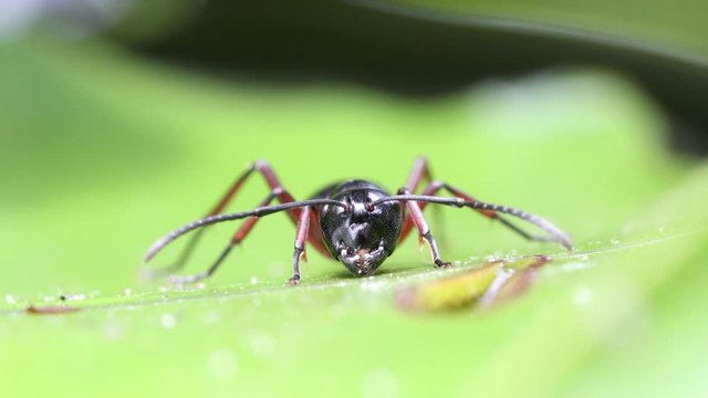 The black ant stands on a green leaf of a water lily on the water surface, a front macro view.