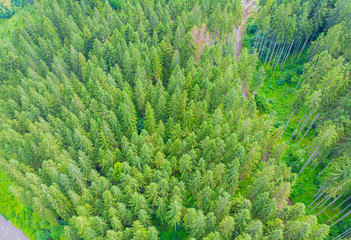 Obraz premium Widok z lotu ptaka na wiecznie zielone drzewa ze szczytów lasu sosnowego