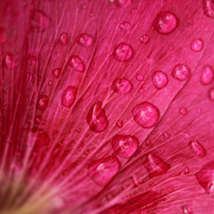 red flower petal with raindrops closeup. tender spring
