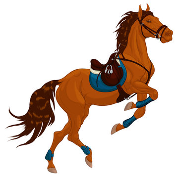 Bay horse reared and bent its front legs bandaged with polo wraps. Stallion dressed in sport tack including saddle, snaffle bit bridle. Steed pricked up its ears. Vector clip art for equestrian goods.