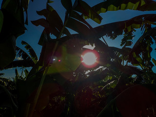 Fototapeta premium Banana tree plantation in nature with daylight