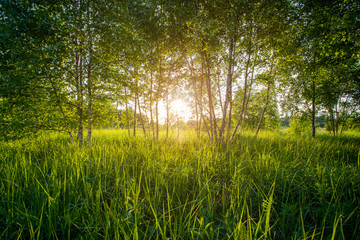 Summer Landscape With Sun Through Branches Of Birches.