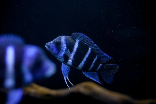 The frontosa Cichlid, fish in tank, the cichlid family to Lake Tanganyika in East Africa, kitumba, moba, Zaire.	

