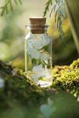 Spring time . White flowers in a small glass bottle on a blurred spring garden background in sunlight.Flower potion on a moss. Flower elixir. Homeopathic medicine. Organic Cosmetics 