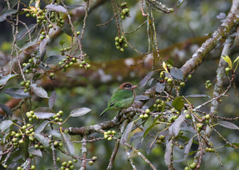 The white-cheeked barbet, enjoying berry of banyan tree with green background, and berry's all around.