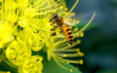 Bee collecting pollen at yellow flower. Bee flying over the yellow flower in blur background