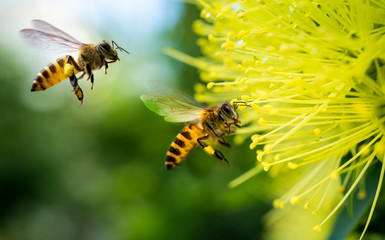 Bee collecting pollen at yellow flower. Bee flying over the yellow flower in blur background