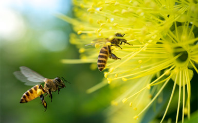 Flying honey bee collecting pollen at yellow flower. Bee flying over the yellow flower in blur background