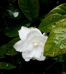 white rose with water drops