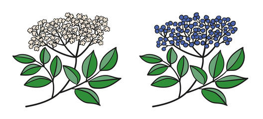 Isolierte Vektorgrafik eines Zweigs mit Holunder-Dolde, mit weißen Blüten, lila Beeren und grünen Blättern
 - obrazy, fototapety, plakaty
