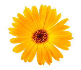 Marigold flower head isolated on a white background. Calendula flower. Top view.