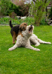 dogs in garden 