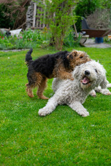 dogs in garden 