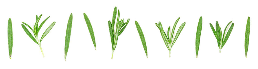 Fresh green rosemary twigs isolated on a white background. Top view.