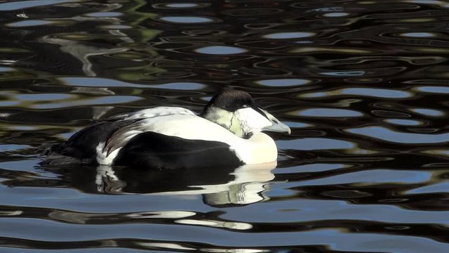Ducks swimming on the water in England