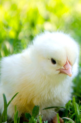 little chick in green grass, little yellow chick