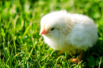 little chick in green grass, little yellow chick