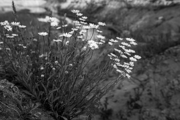 Beautiful chamomile flowers, Leucanthemum vulgare, on an abandoned sand quarry. Black and white photo.