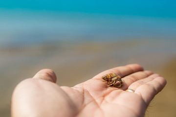 hand holding a herrmit crab