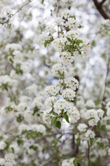 Paradise lush cherry blossom in the garden. Branches with cherry blossoms. Blooming spring cherry orchard